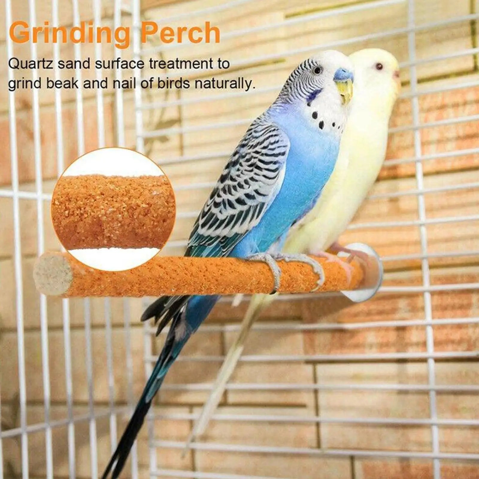 Parrot Grinding Perch
